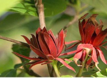 12 Лучших цветущих летом кустов