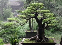 Экзотические садовые деревья