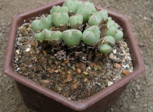 Идентификация конофитумов: узоры и текстура