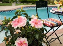 Цветок любви для райского сада