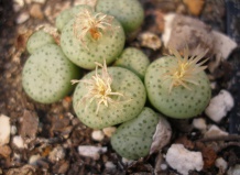 Цветение коннофитумов 