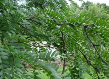 Гледичия – большое дерево с минимальными потребностями