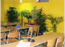 Влияние растений на учебный процесс 