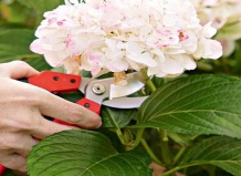 Подсказки садоводу: что нужно сделать осенью