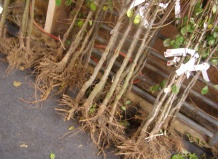 Босоногие деревья и кусты