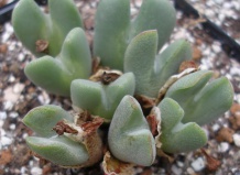 Конофитумы в природе