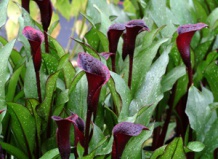 Комнатные растения для «чайников»: воды много не бывает!