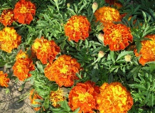 Бархат осеннего сада