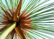 Кто-нибудь, спасите меня от этих циперусов!