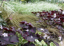 Тёмная сторона сада