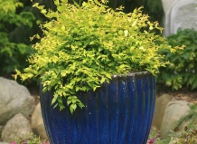 Кустарники с золотистой листвой