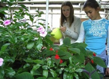 Растение в подарок школе