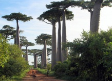 Самое толстое дерево планеты