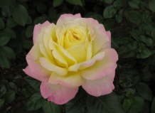 В мире роз Тантау