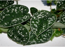 Как выращивать Сциндапсус пятнистый 