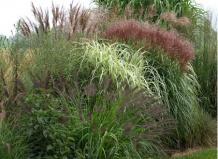 Понять декоративную траву