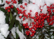 Зимние плоды – украшение и польза 