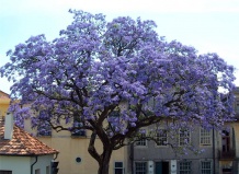 Красивоцветущие деревья Дракона