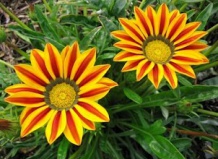 «ПОЛУДЕНОЕ ЗОЛОТО»