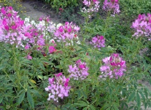 «ЭКЗОТИЧЕСКИЕ ПАУЧКИ» В ВАШЕМ САДУ