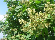 Красивоцветущие деревья