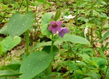 Весенняя прогулка