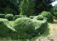 Самшит – вечнозеленый красавец