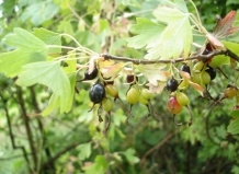 Смородина в саду и на столе