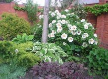 Ароматные растения в вашем саду