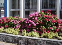 Гортензии в ландшафтном дизайне