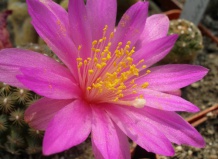 Таксономия суккулентов: правила и терминология. Часть II 