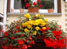 Бегонии для дома, балкона и сада