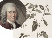 Почему растения называются по-латыни?