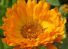 Садик пряностей