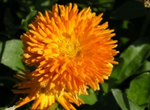 Летники для ароматных цветников