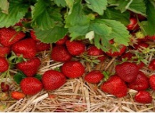 Осенний уход за клубникой 