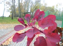 Растения с выдающимся осенним нарядом 