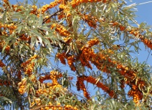 Добавьте солнечного света в сад!