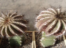 Неувядающая популярность рода Ибельмания