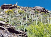 Карнегия - «визитная карточка» Аризоны 