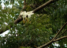 Радермахера – декоративная листва для северных окон