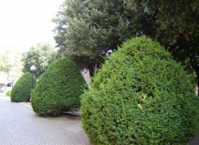 Хвойные растения для озеленения: тисы