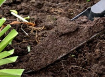 Осенние работы: вносим в почву органику