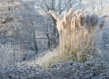 Как подготовить травы к зиме? 