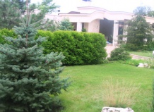  Выбираем новогоднюю елку