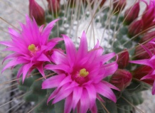 «ЧТО В ИМЕНИ ТЕБЕ МОЕМ?...» Кактусы из рода Маммилярия