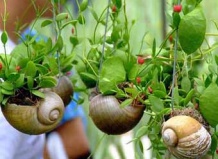 Цветы, парящие в воздухе