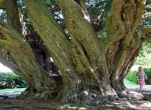 Разнообразие стволов деревьев