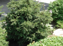 Самые морозостойкие: ели