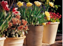 Весеннее переселение кадочных растений